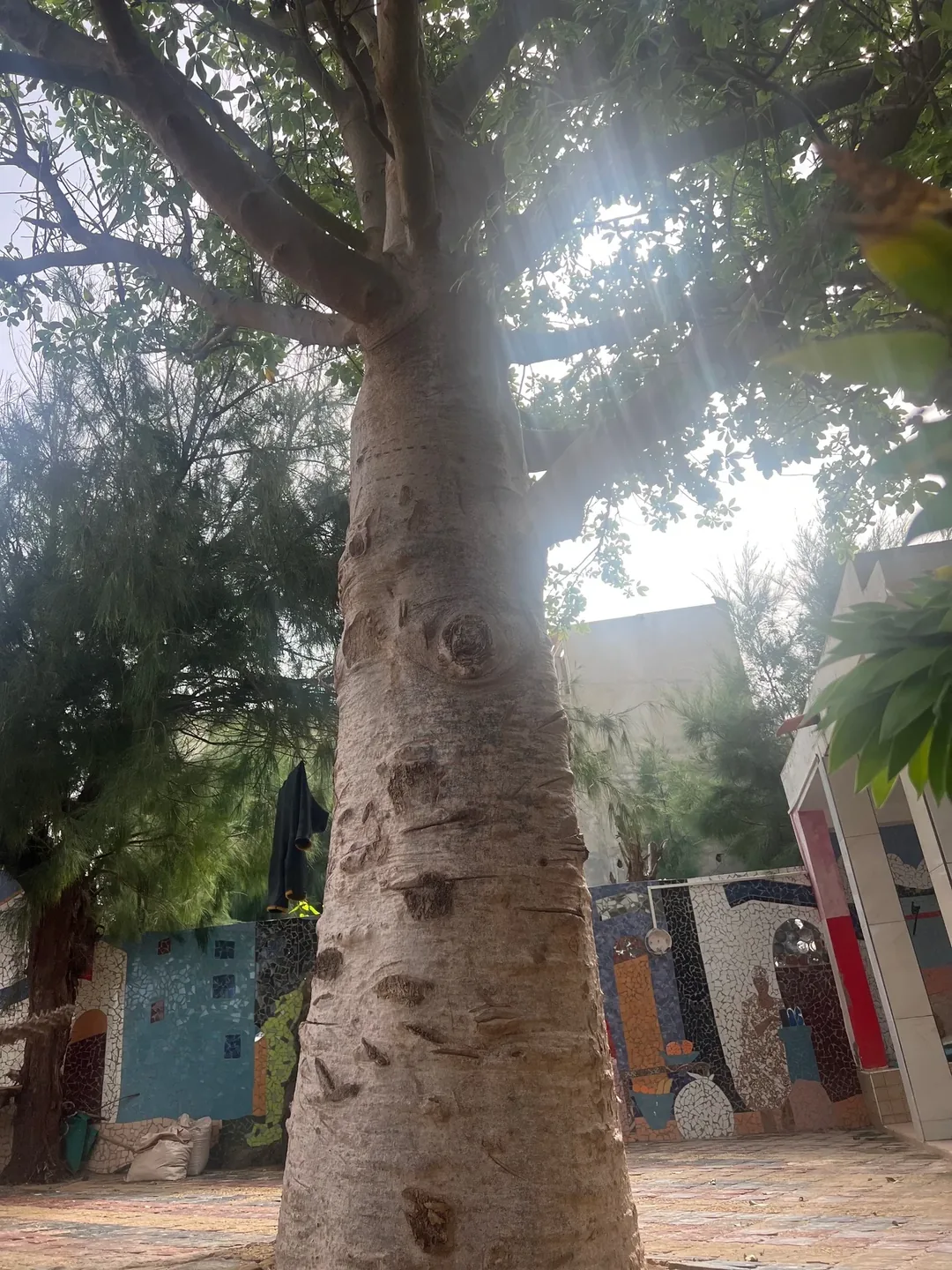 Tree and mosaic wall on Ngor Island.