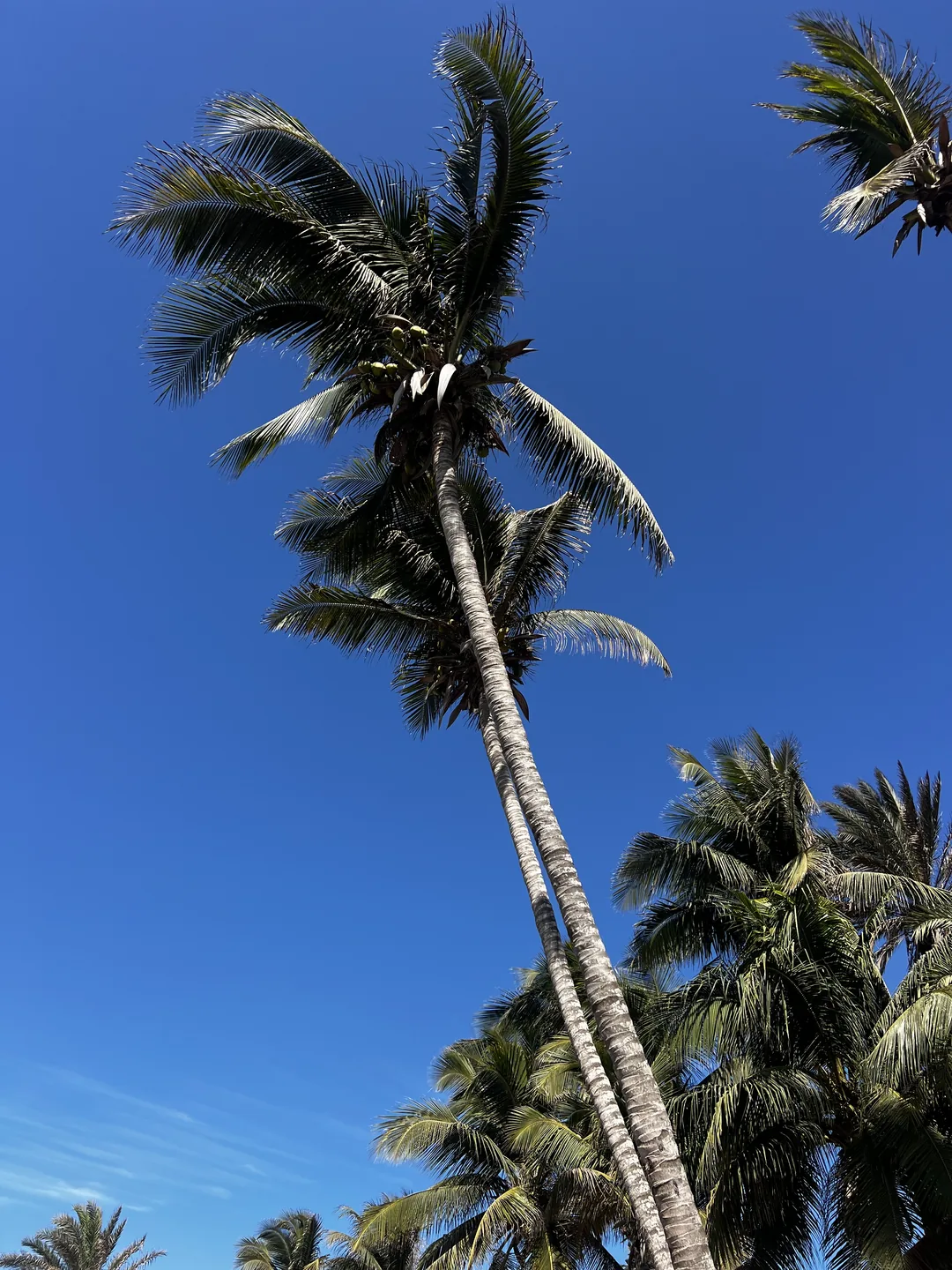 Un surfcamp idyllique au Sénégal entouré de palmiers et d'un ciel bleu.