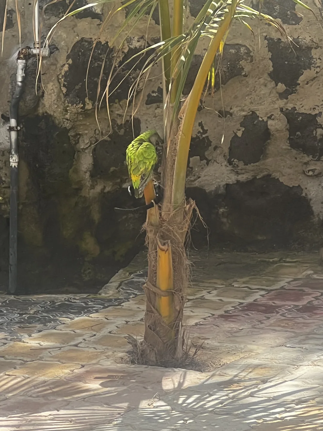 Un perroquet vert perché sur un palmier au surfcamp de l'île de Ngor.